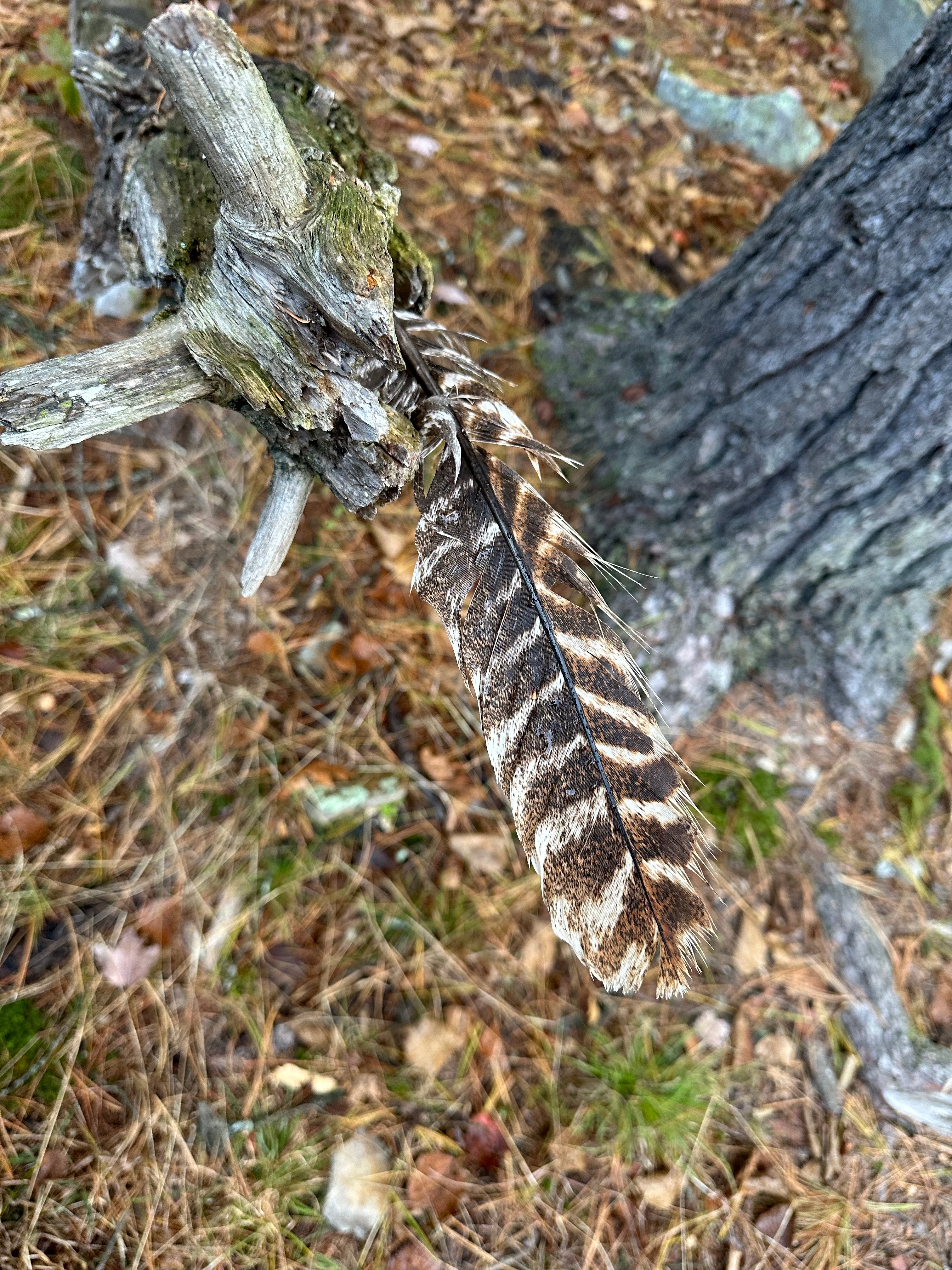 Playing with Feelings: Reflections from Session #2 of Our Outdoor Play Grief Group