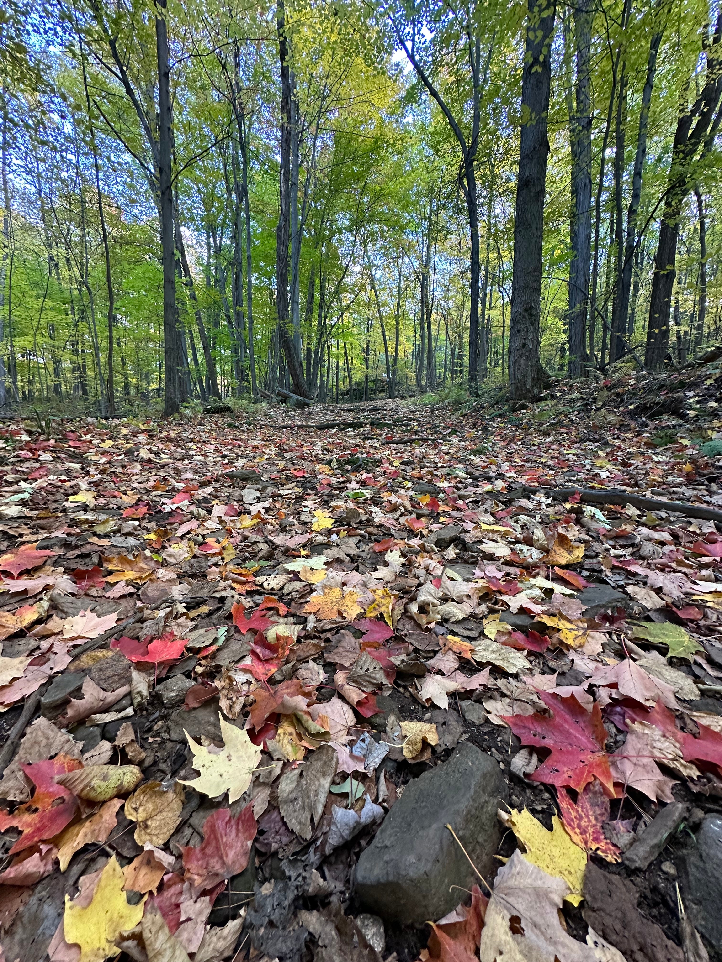 Noticing, Sensing, and Turning the Mundane into Magic: Reflections on Session #3 of Our Outdoor Play Grief Group