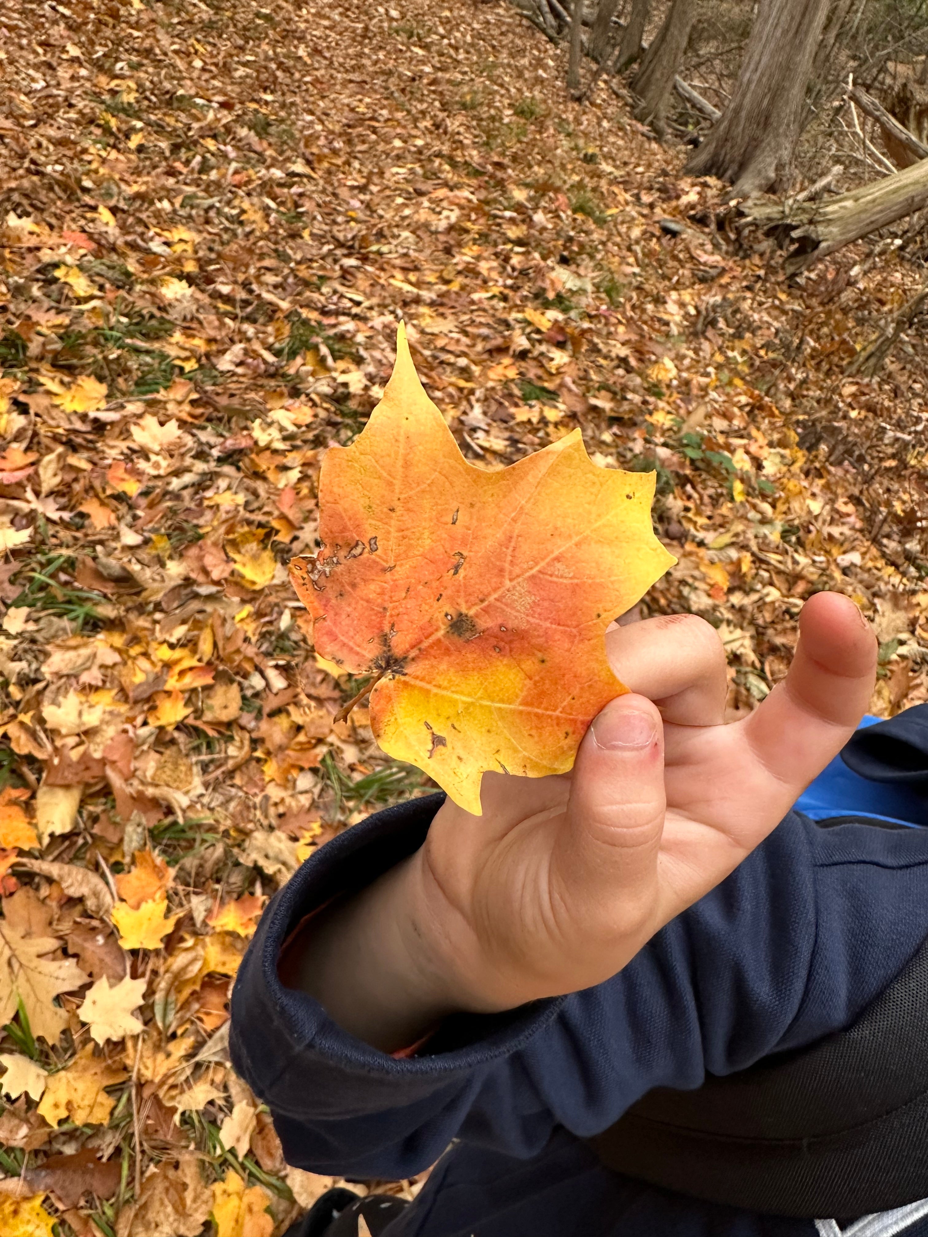 Awe and Wonder in Children's Mental Health