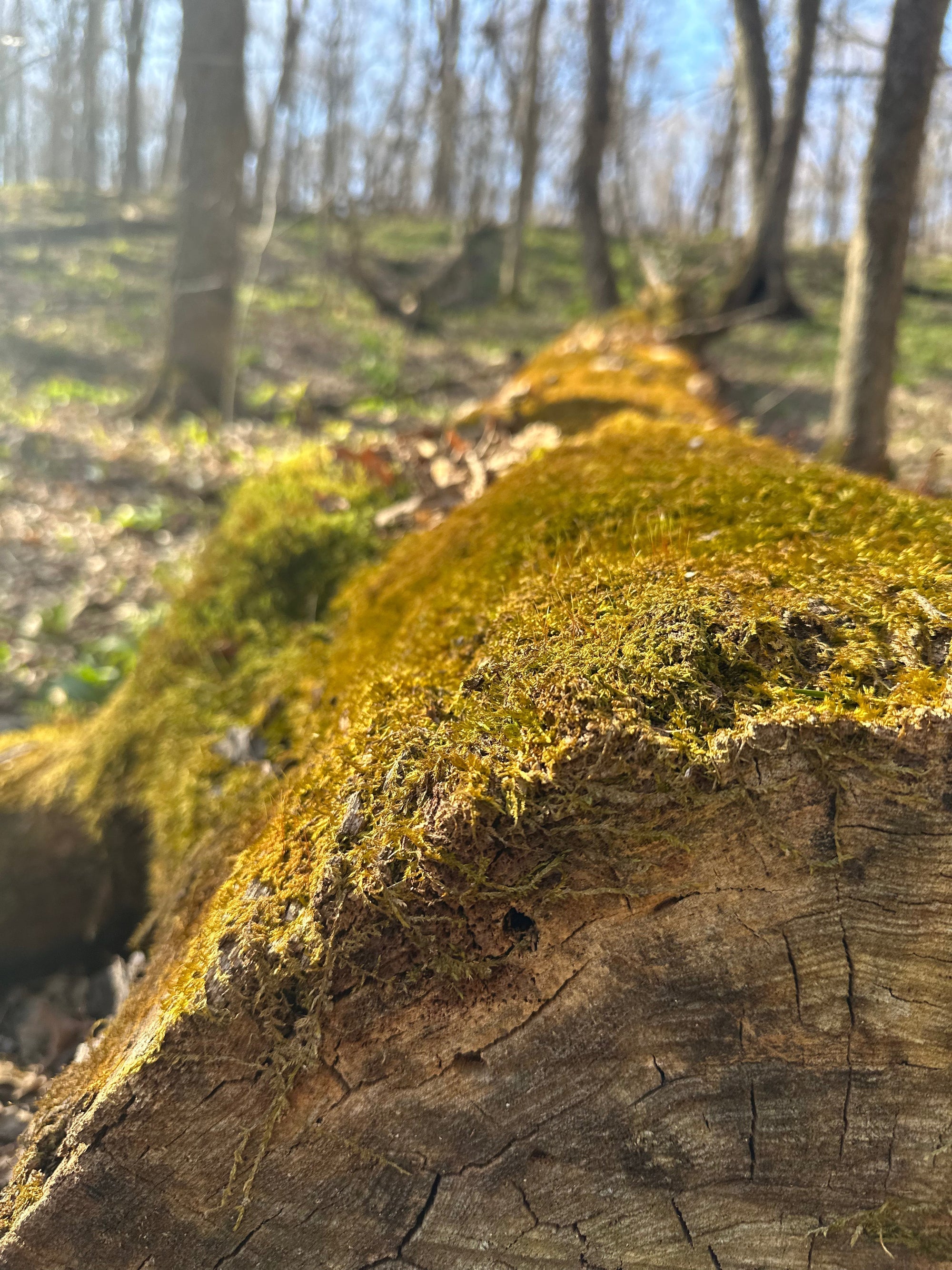 Shared Principles of Outdoor Play-Based Learning: A Guide for Educators